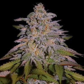 Glazed Gushers > G13 Labs